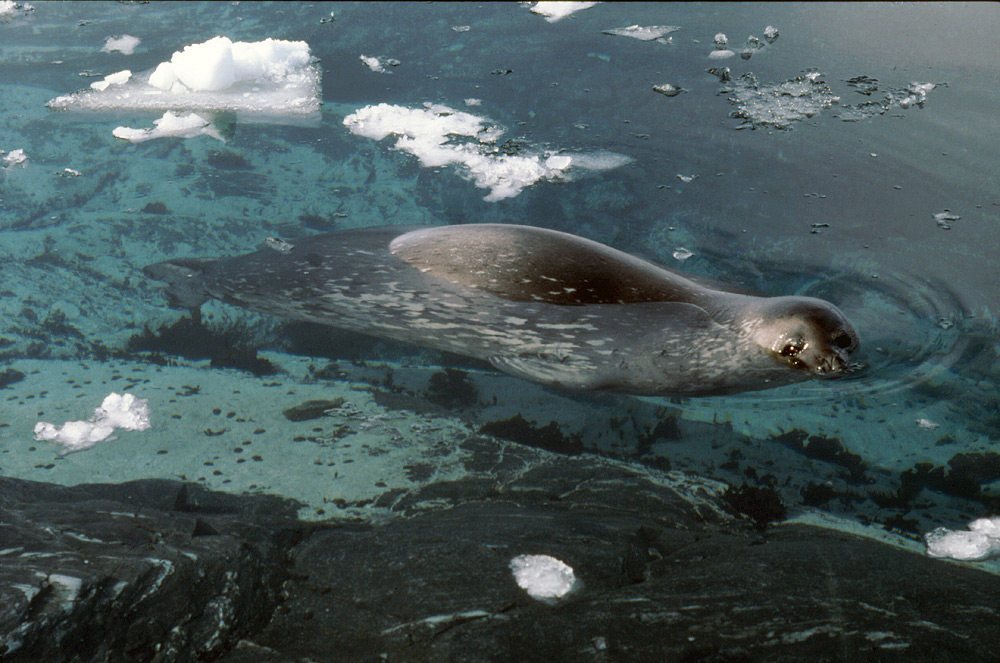 How animals survive extreme cold conditions